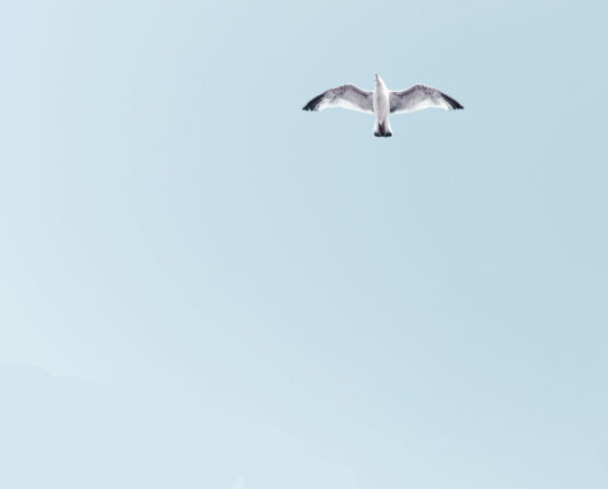 A seagull flying in a blue sky