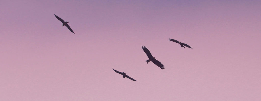 Birds flying against a pink sky